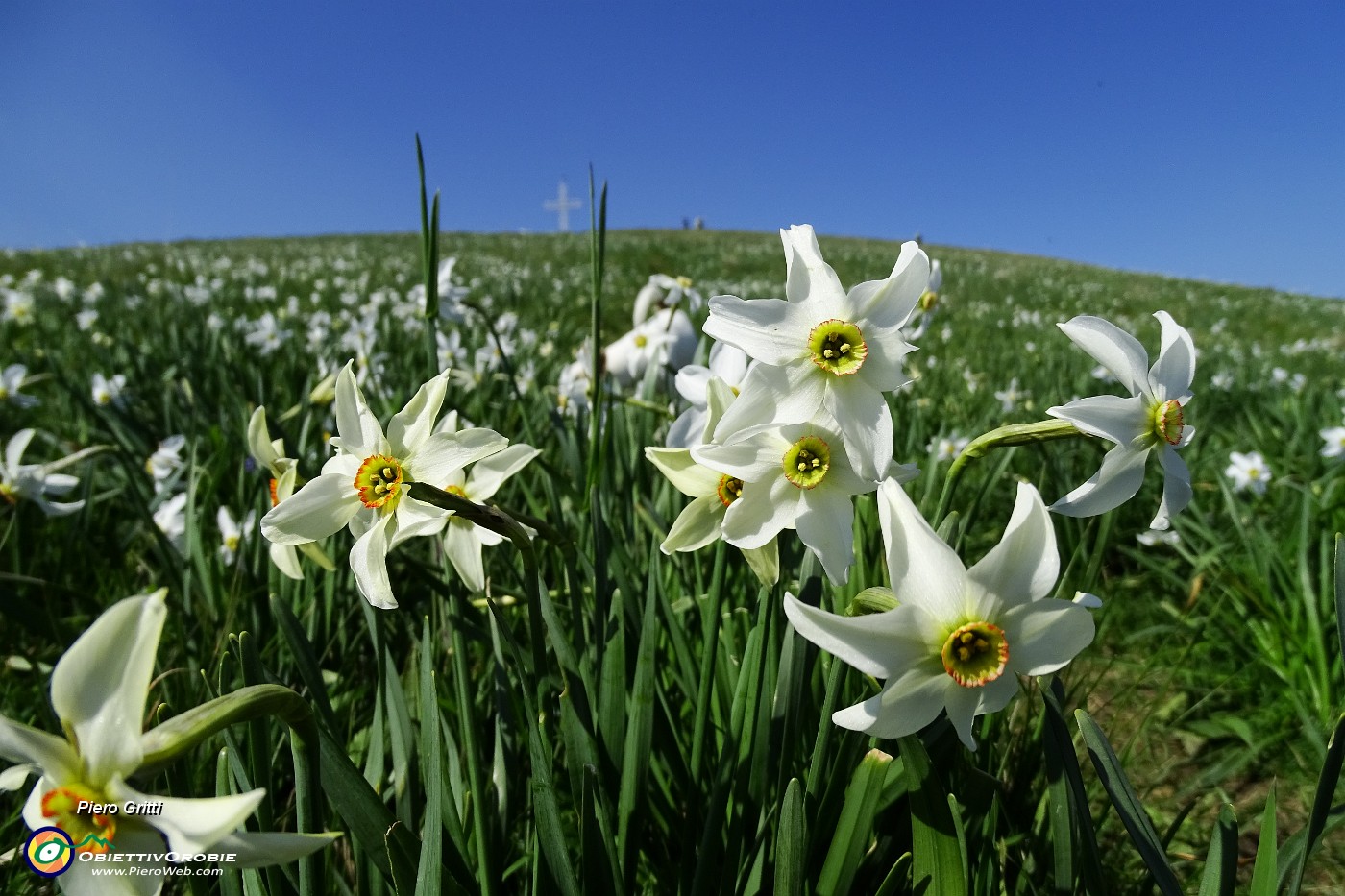 74 Scendiamo tra distese di narcisi in fiore.JPG